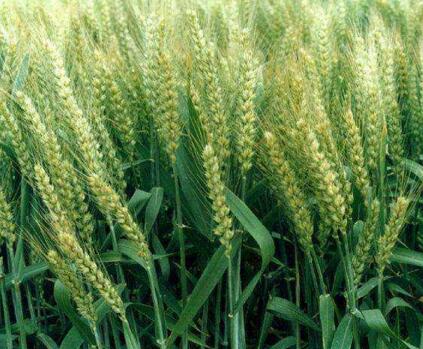 乌克兰政府不计划限制小麦出口